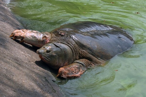 cụ rùa hồ gươm bao nhiêu tuổi